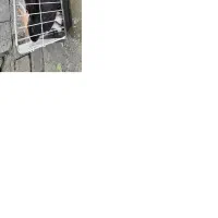 خرگوش اهلی|موش و خرگوش|حویق, |دیوار