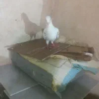 2تاسار جونه قلدورنر  یک سرخ پاک جونه نر