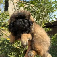 سگ پشمالو|سگ|تهران, منیریه|دیوار