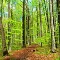 خرید چوب صنوبر وباغ