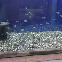 جوجه اسکار تعداد ..دورود|ماهی|بروجرد, |دیوار