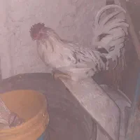 مرغ وخروس فروشی