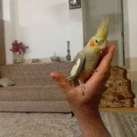 عروس هلندی دستی