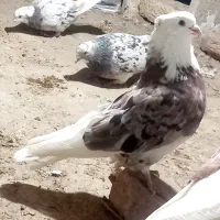کبوتر های تیر ماهی و پرش سنگین به ضمانت