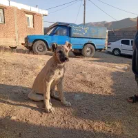 توله سرابی|سگ|چهاردولی, |دیوار