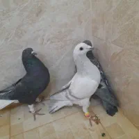 دم سفید.پاکستانی.المانی