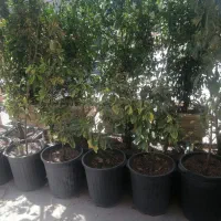 درخت|گل و گیاه طبیعی|شیراز, شهرک گلستان|دیوار