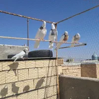 فروش تعدادی طوقی پالخت|پرنده|رودشت (اصفهان), |دیوار