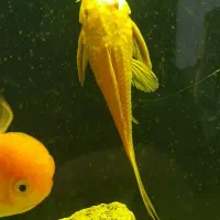 ماهی گلدفیش ردکپ و لجن خوار|ماهی|خرم‌آباد, |دیوار