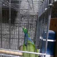 طوطی راهب گمشده نر هستش