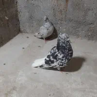 کبوتر نر ماده رنگی