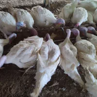 بوقلمون گوشتی ۱۵ تا ۱۸|حیوانات مزرعه|سبزوار, قصبه غربی|دیوار