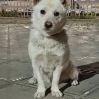 واگذاری سگ پاپی