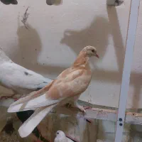 کبوتر پرشی