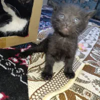 واگذاری رایگان بچه گربه