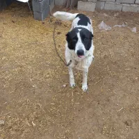 سگ گم شده|حیوانات|دورود, |دیوار