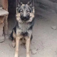 ژرمن شپرد مو بلند|سگ|گوگان, |دیوار