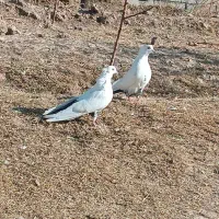 کبوتر دمبی|پرنده|مرند, |دیوار