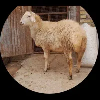 بره قوچ افشاری