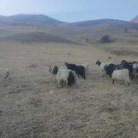 فروش گله بز با بزغاله|حیوانات مزرعه|سیلوانه, |دیوار