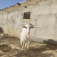 نر بز سانن