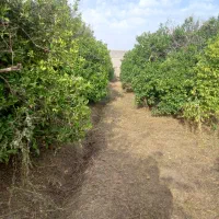 علف زنی وسمپاشی باغ و باغچه