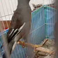 مرغ مینا