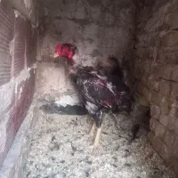 خروس لاری