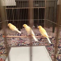 قناری نر آماده|پرنده|همدان, |دیوار