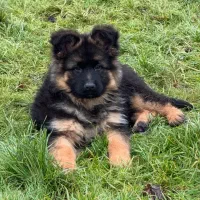 واگذاری توله ژرمن شولاین کینگ سایز ۳ ماهه|سگ|تهران, جوانمردان (اندیشه)|دیوار