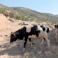 گوساله نر