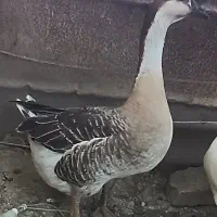 نر بالغ قوغاز افریقایی