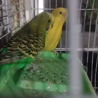 دوتا مرغ عشق سالم و سرحال ۱۶۰۰