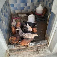 مرغ طاقچه