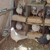 کبوتر سفید سرخ کفتر