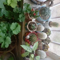 گل کاکتوس و کاکتوس میوه دار و گلهای برگی