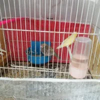 یک جفت قناری