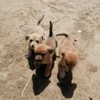 سلام چند سگ پا کوتاه به فروش میرسد