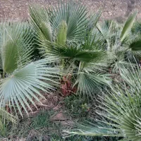 نهال کاج خمریی کاج سوزنی تهران .پالم|خدمات باغبانی و درختکاری|گرگان, |دیوار