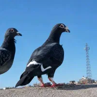 قره سیاه