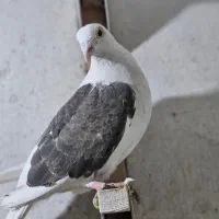 فروش ۳تا دوکت المانی یک کوتی جوان و کوهی جان اوردن