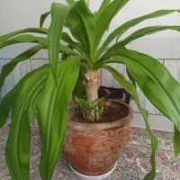 گل اشک ملک همراه با گلدان