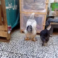 برهما|حیوانات مزرعه|رشت, پل تالشان|دیوار