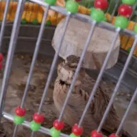 سهره قناری خاکی|لوازم جانبی حیوانات|برخوار, |دیوار