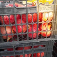 انار کاشمر|عمدهفروشی|کاشمر, |دیوار