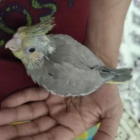 یک جفت بادوتا بچه دوماهه بادوتاقفس ولوازم|پرنده|بجنورد, |دیوار