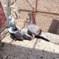 جفت  نر المانی نسل دار