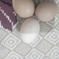 تخم مرغ رسمی|خوردنی و آشامیدنی|قم, شهرک فاطمیه|دیوار