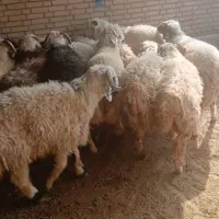 فروش گوسفند افشار زنجان و ارومیه و...|حیوانات مزرعه|کهریزک, |دیوار