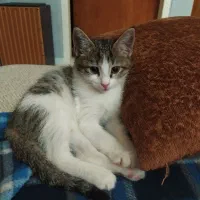گربه